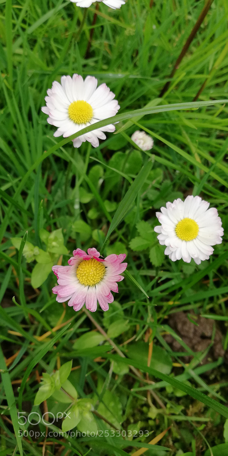 HUAWEI Mate 10 Lite sample photo. Diversità photography