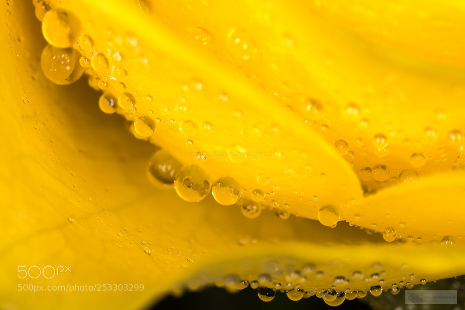 Canon EOS 7D Mark II sample photo. Yellow drops photography