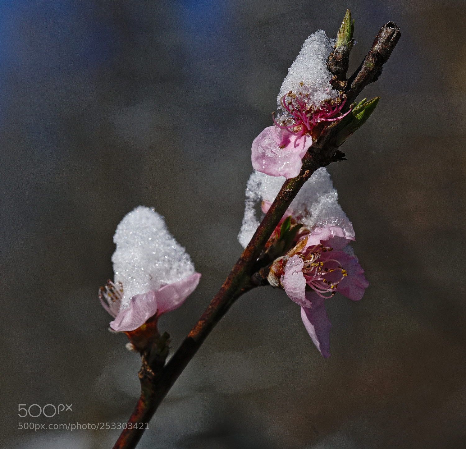 Sony a7R II sample photo. Peach ice photography