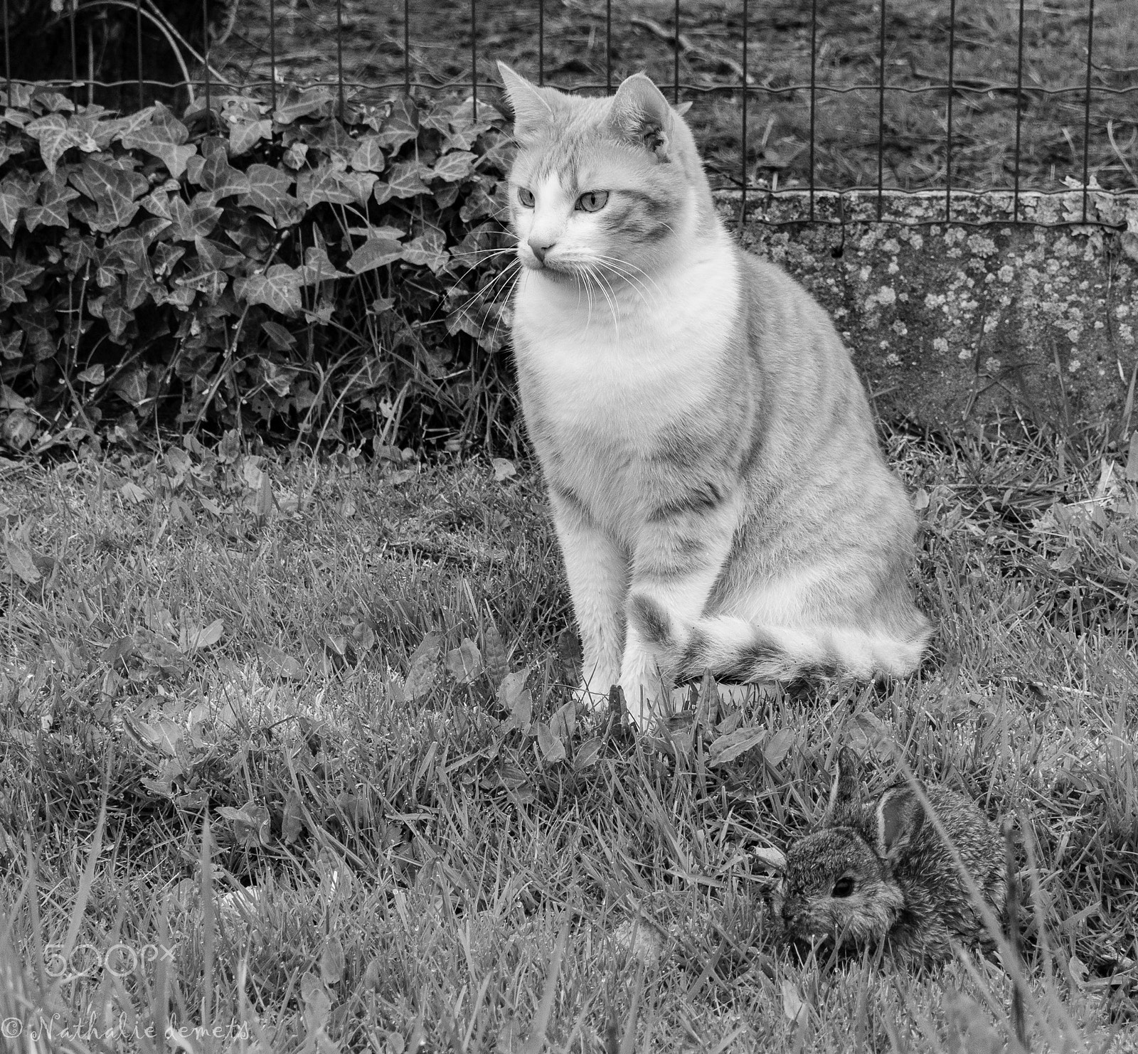 Nikon 1 J3 sample photo. Narfi with ......a little rabbit photography