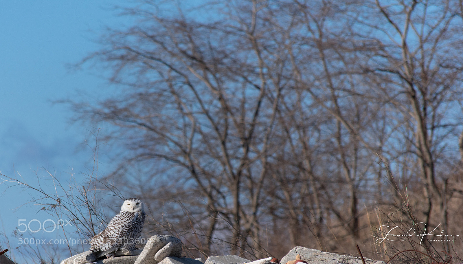 Nikon D3400 sample photo. Snowy owl  photography