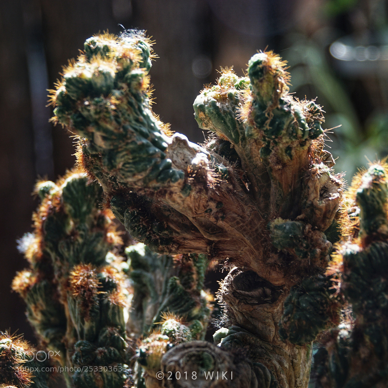 Sony a5100 sample photo. Cactus photography