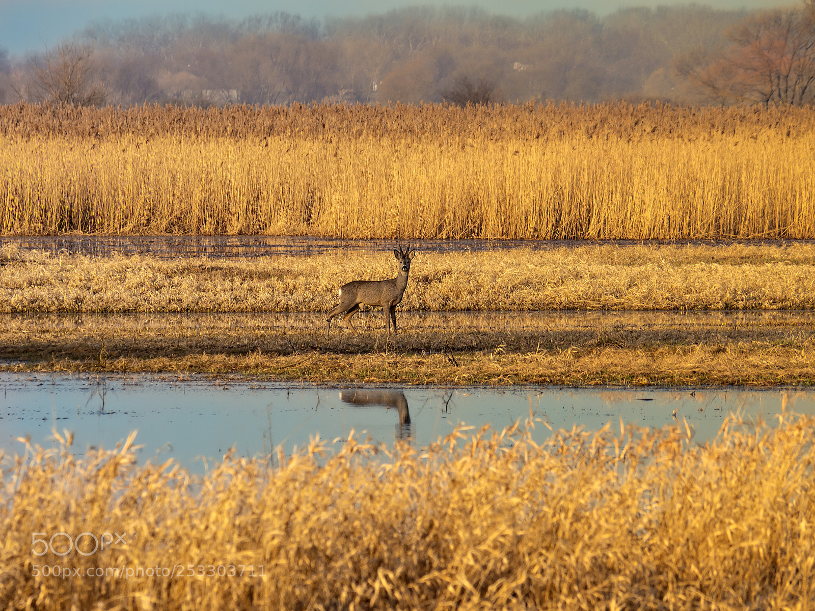 Olympus OM-D E-M10 II sample photo. Roe deer photography