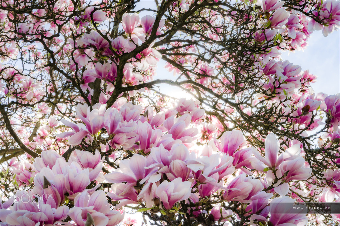 Sony a99 II sample photo. Beautiful pink magnolia on blue sky background, sunny day photography