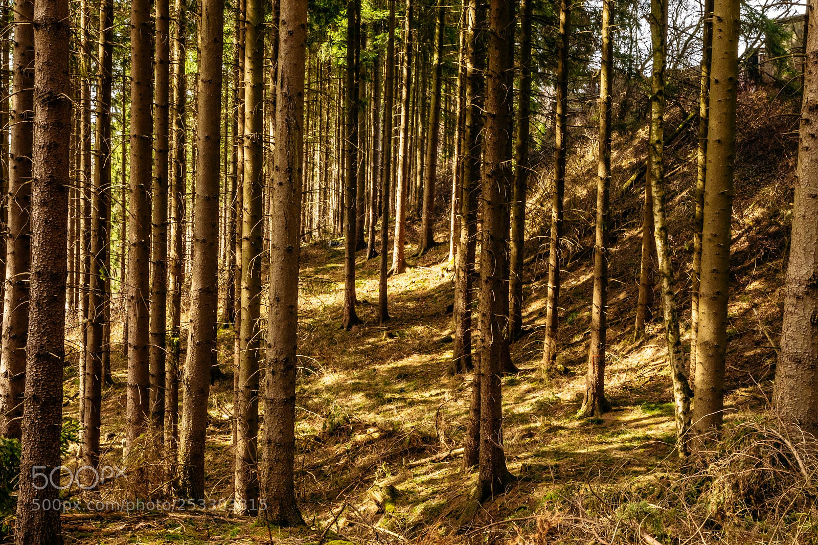 Pentax K-S2 sample photo. Forest series #9 photography