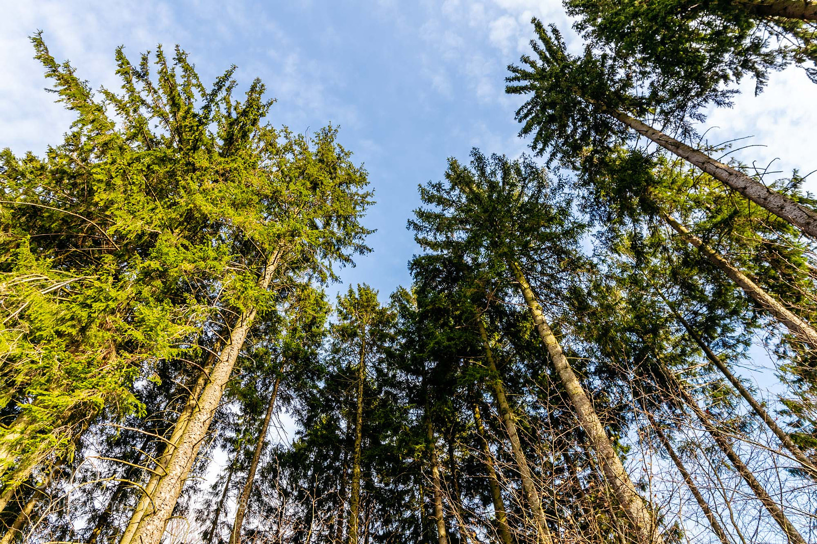Pentax K-S2 sample photo. Forest series #10 photography
