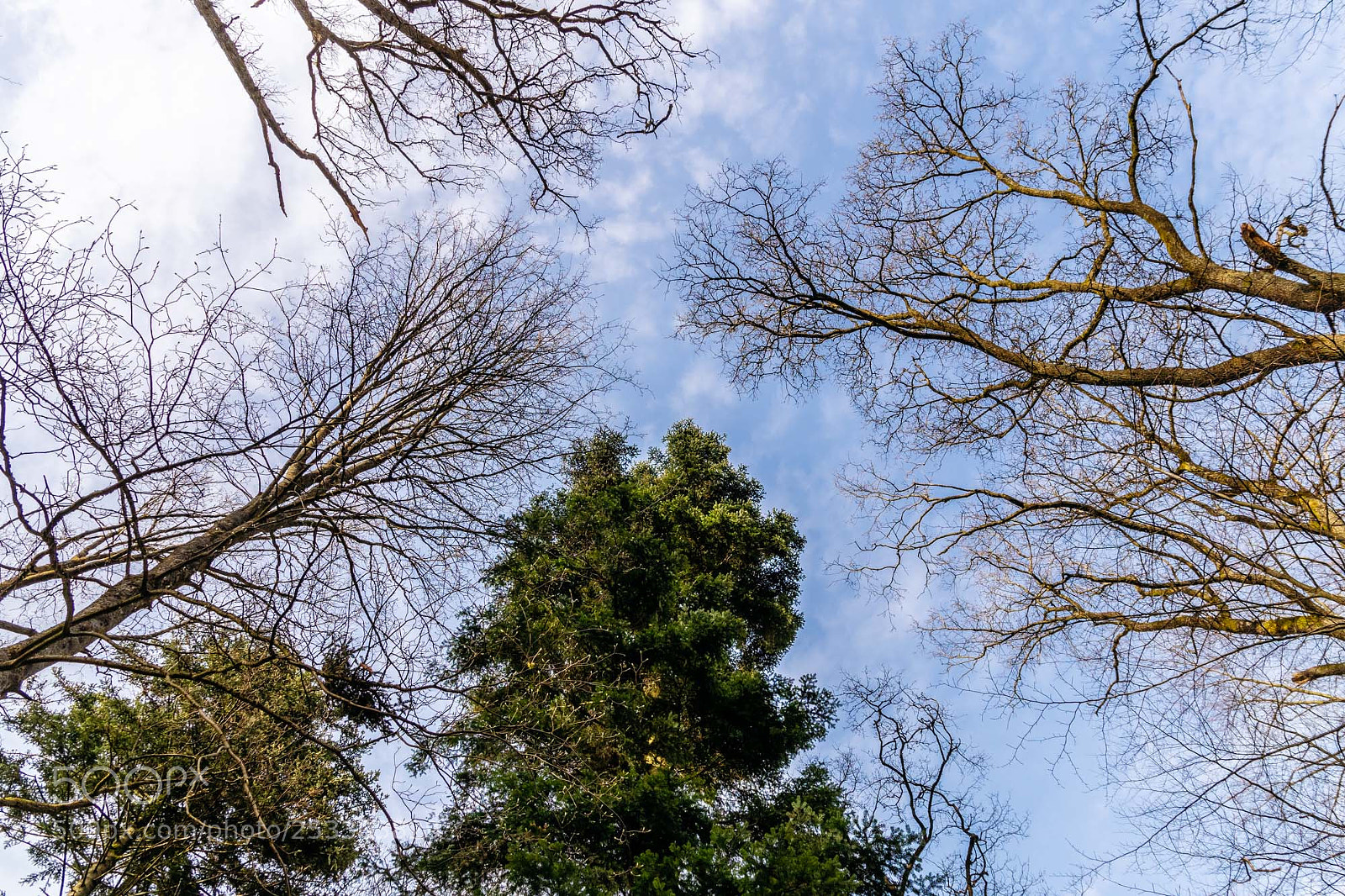 Pentax K-S2 sample photo. Forest series #11 photography