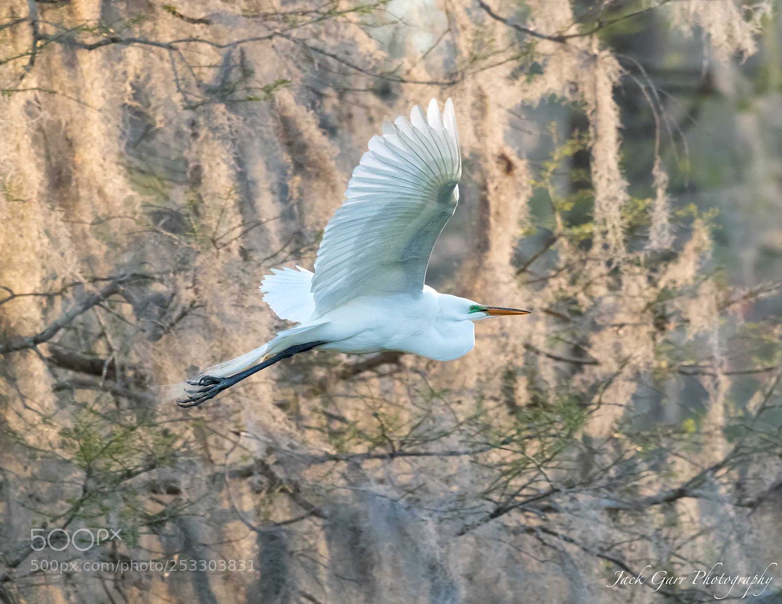 Canon EOS-1D X Mark II sample photo. Great white egret flight photography