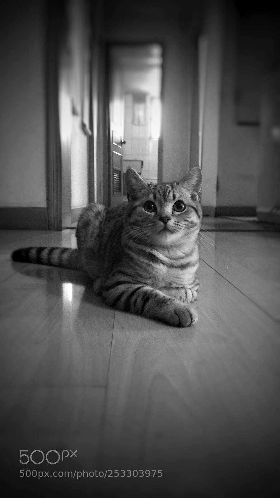 Xiaomi Redmi Note 4X sample photo. Cat photography