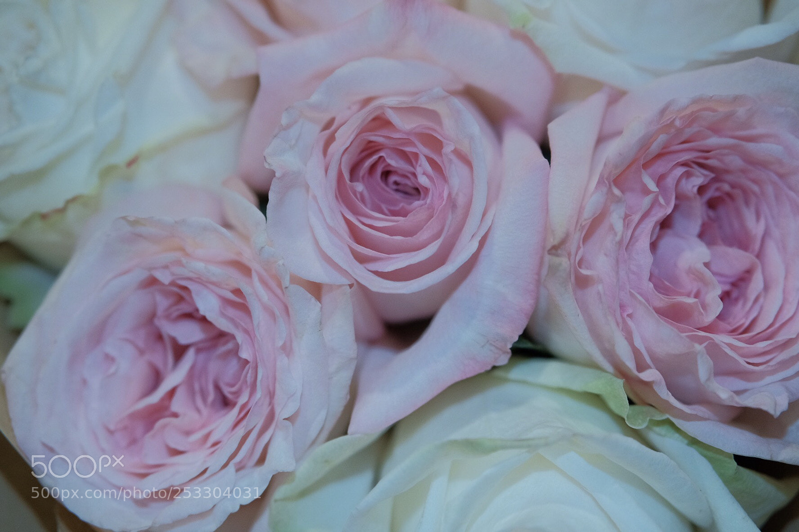 Fujifilm X-T2 sample photo. My tender spring photography