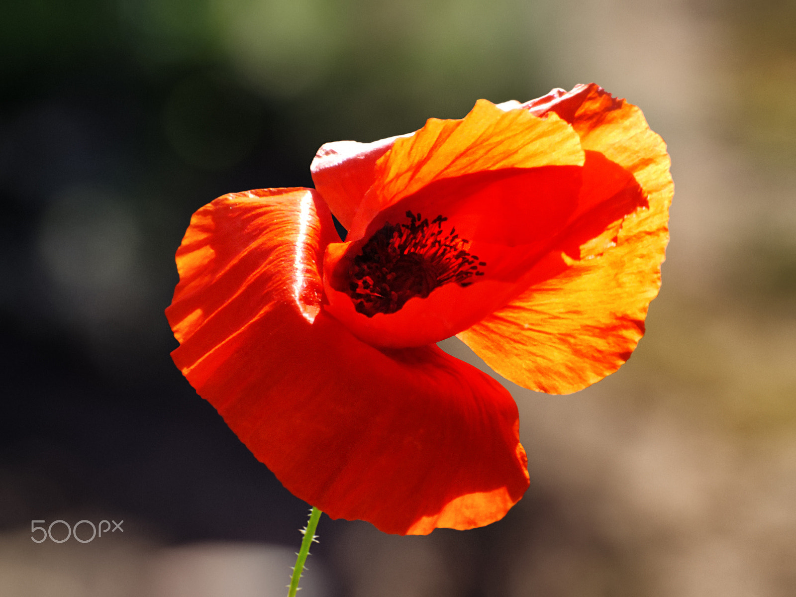 FujiFilm FinePix HS20 EXR (FinePix HS22 EXR) sample photo. Anemone photography