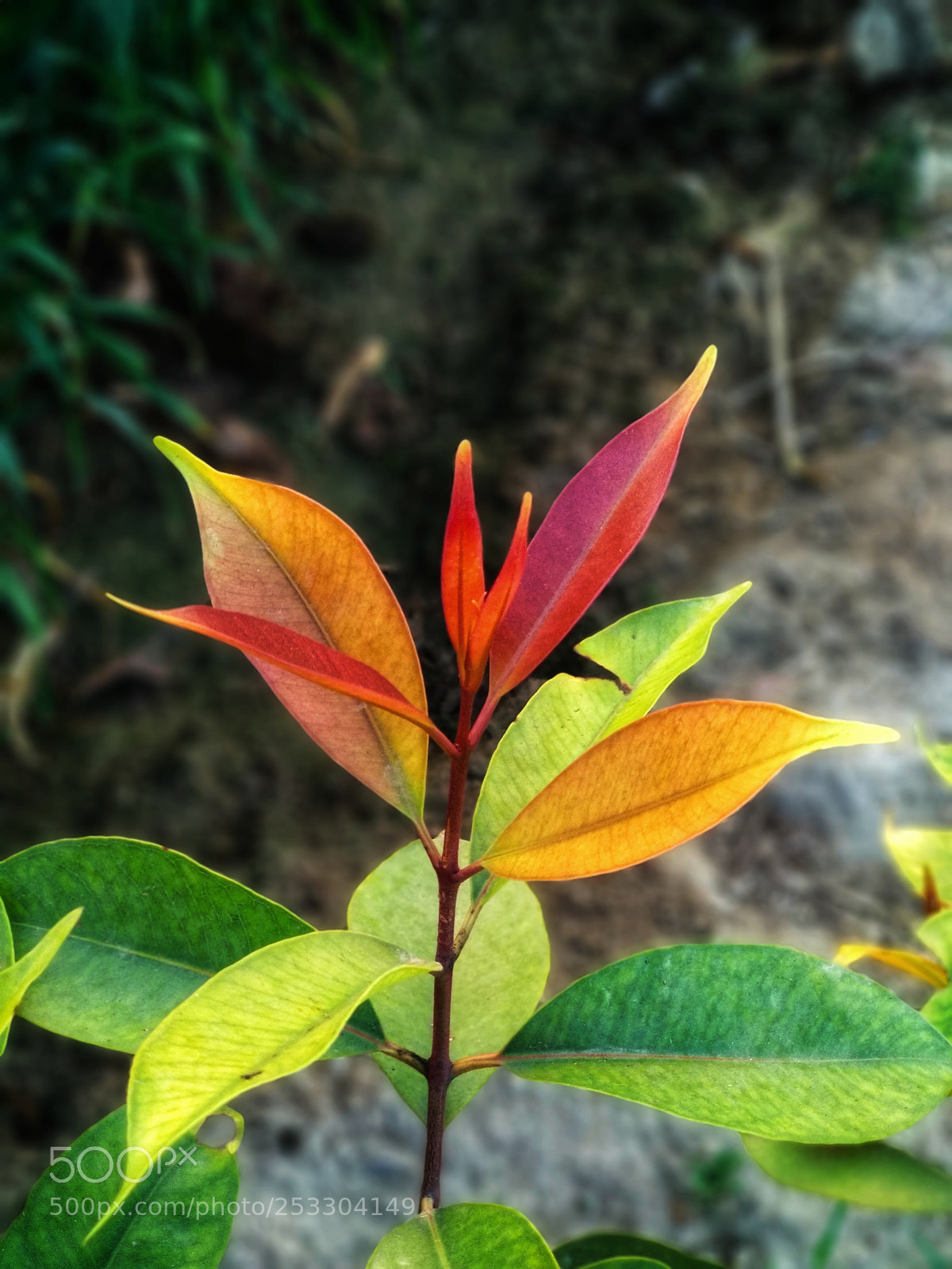 Xiaomi Mi A1 sample photo. Blossom photography