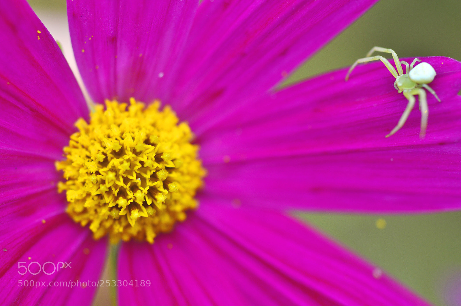 Nikon D3200 sample photo. Summer nature......macro photography
