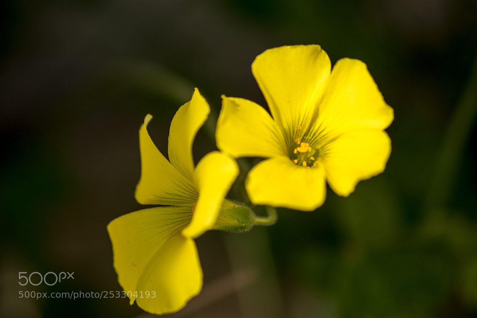 Nikon D3300 sample photo. Oxalis pes caprae photography