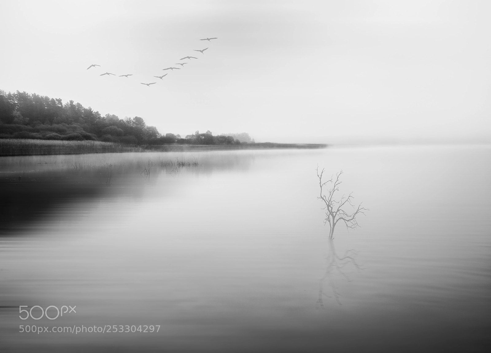 Nikon D700 sample photo. Foggy morning. photography