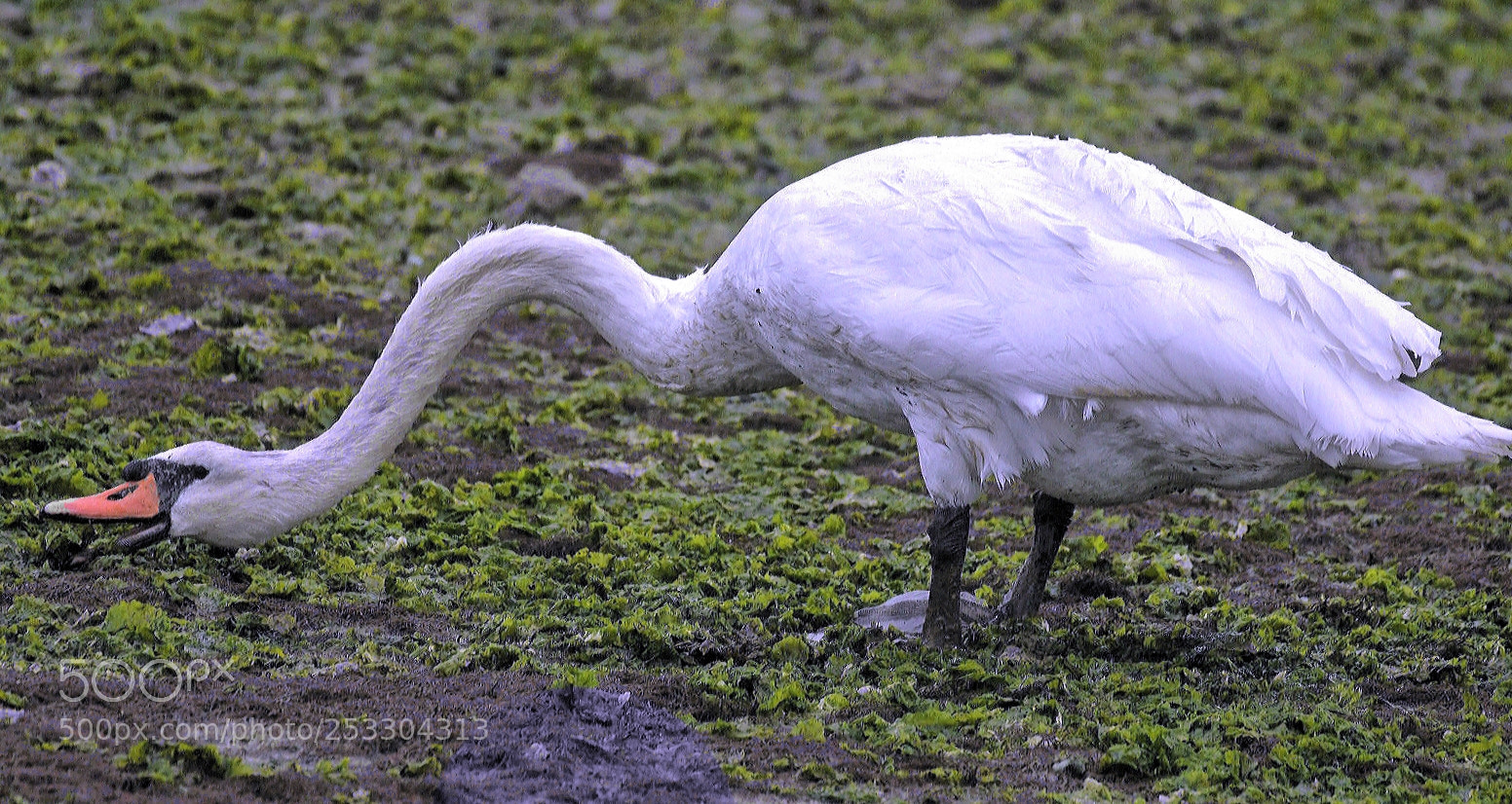 Nikon D500 sample photo. Whined your neck in photography