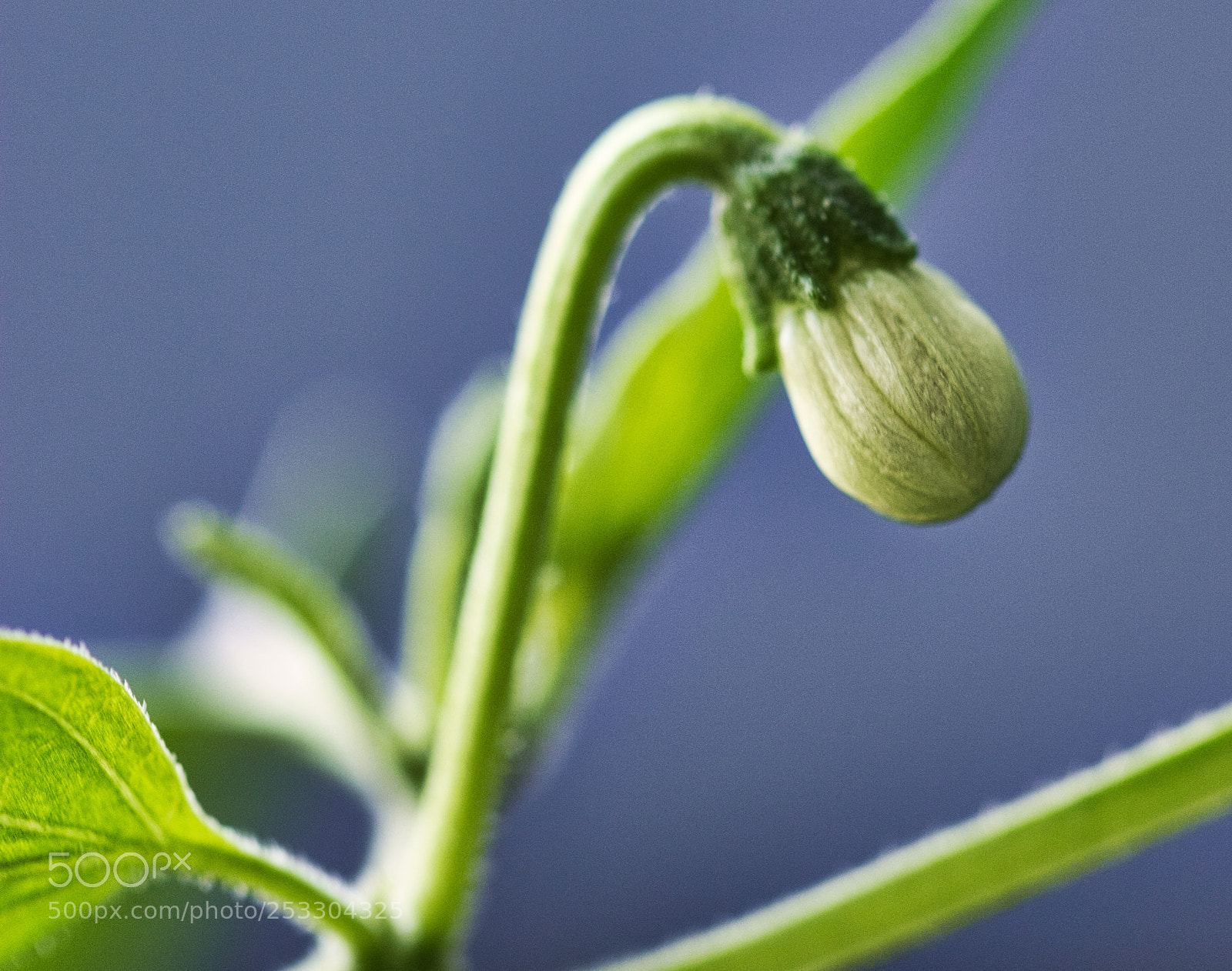 Canon EOS 550D (EOS Rebel T2i / EOS Kiss X4) sample photo. Tiny chilli flower bud photography