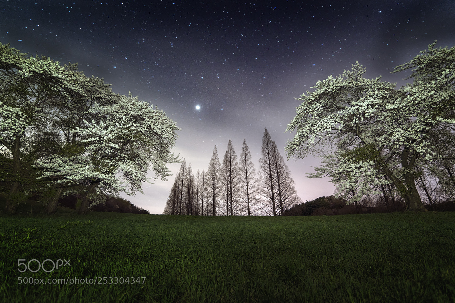 Sony a7R II sample photo. A cherry-blossom night photography