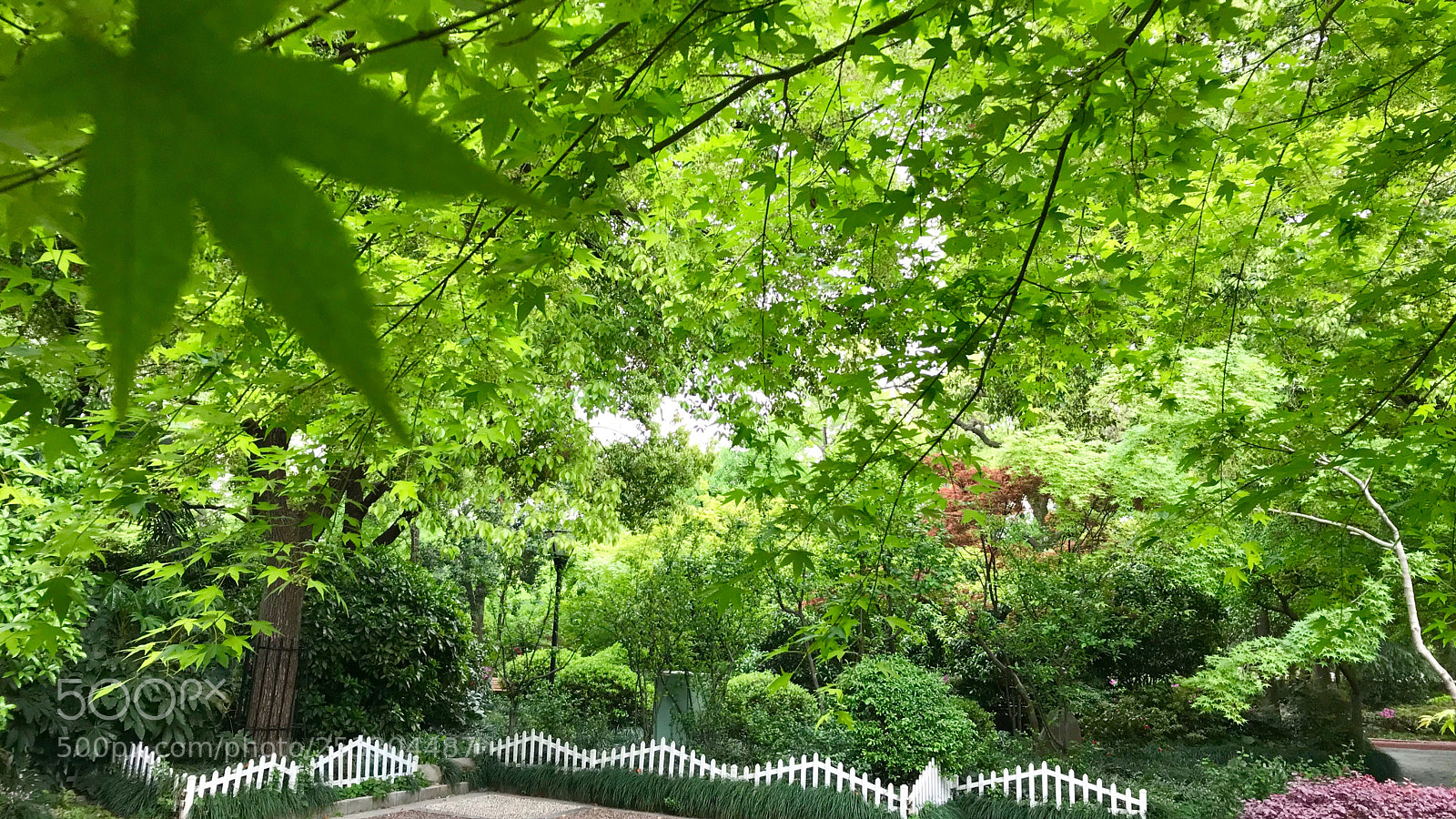 Apple iPhone 7 sample photo. Green spring 春天的绿色 photography