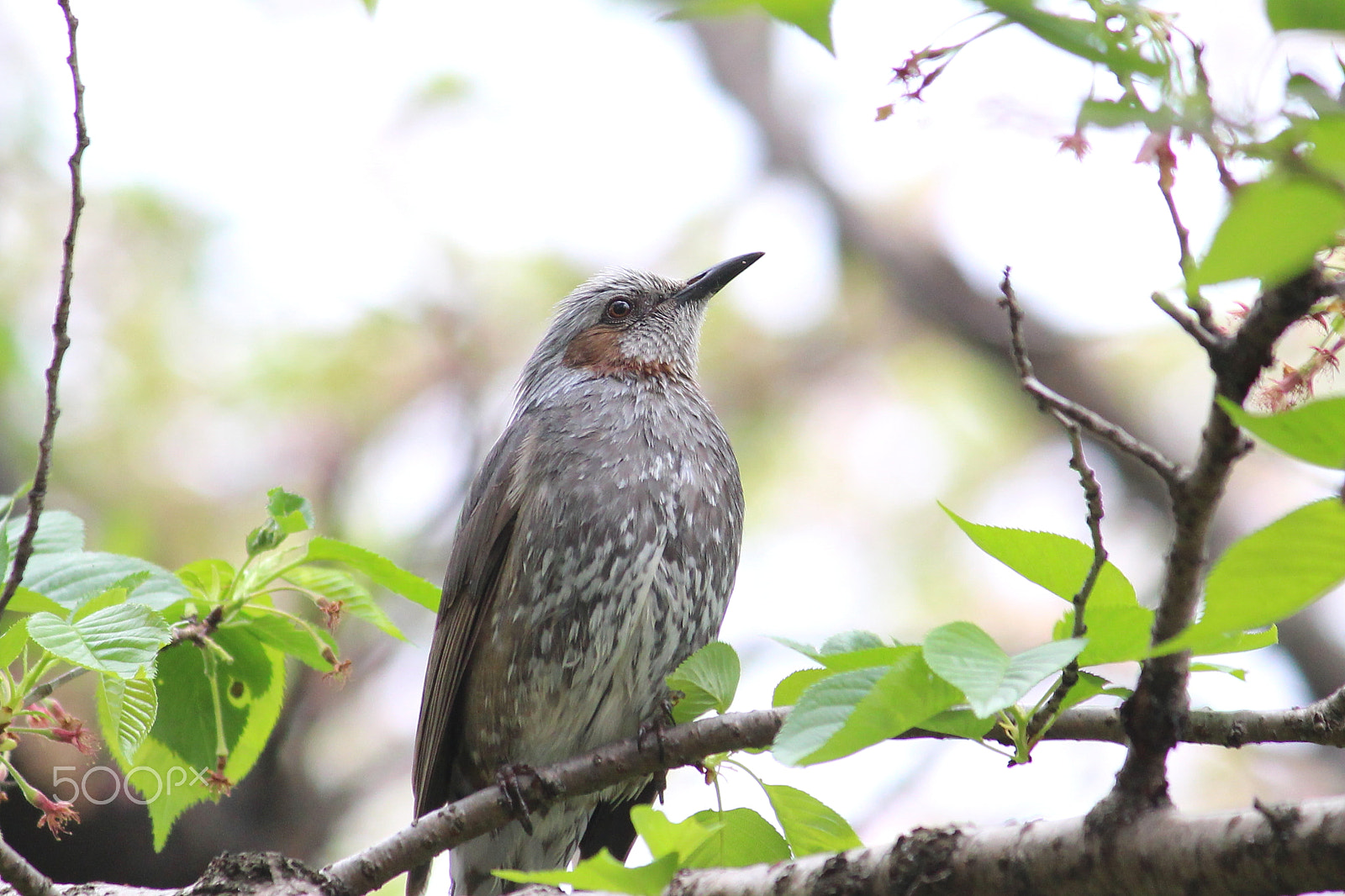 Canon EOS 100D (EOS Rebel SL1 / EOS Kiss X7) sample photo. Brown-eared bulbul photography