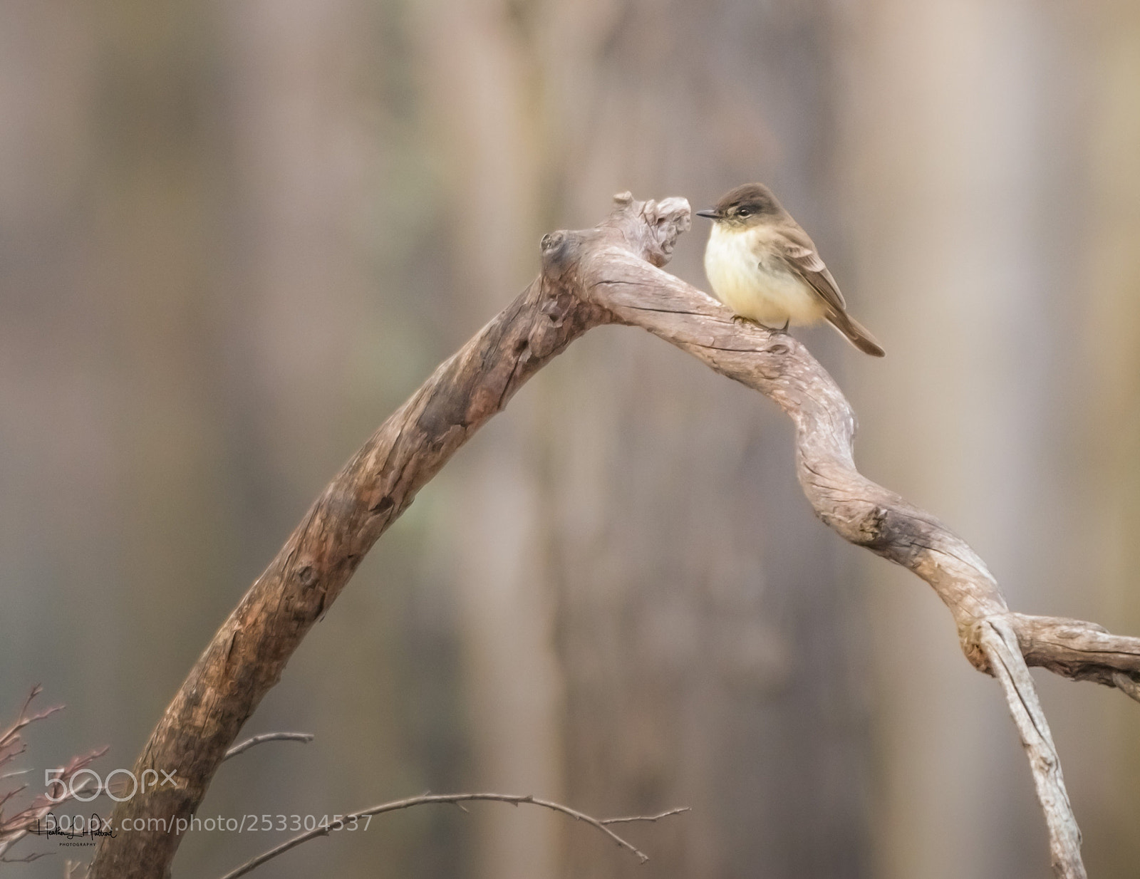 Nikon D810 sample photo. The phoebe photography