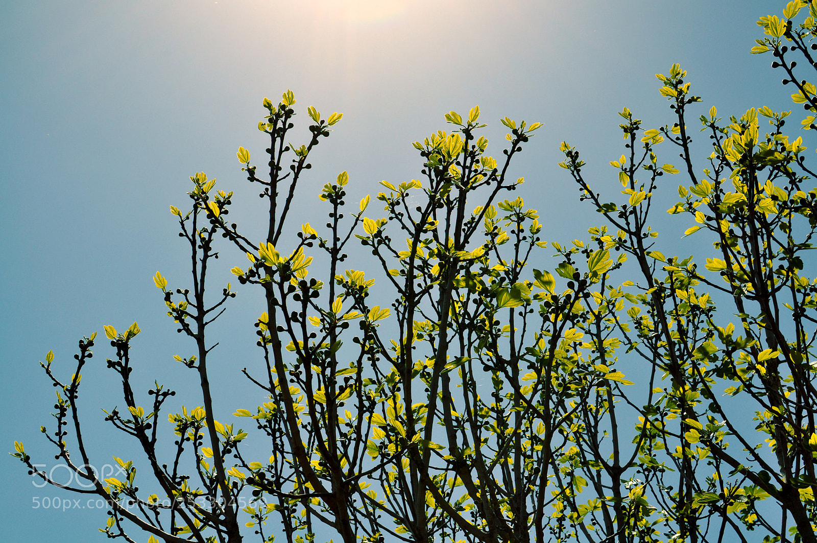 Nikon D5000 sample photo. Blossom days photography