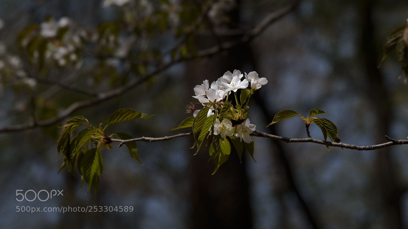 Nikon D750 sample photo. Mountain cherry flowers photography