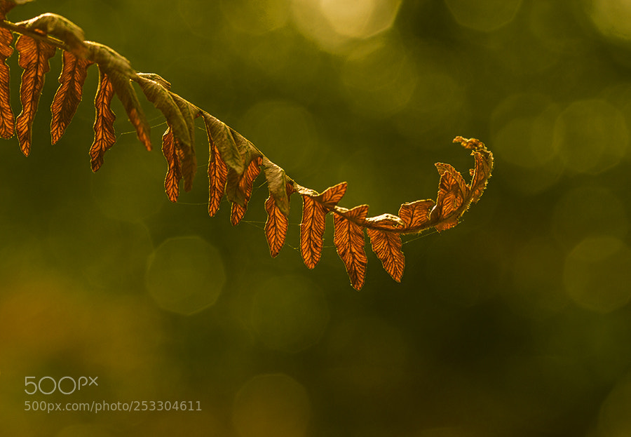 Nikon D3200 sample photo. Orange fern photography
