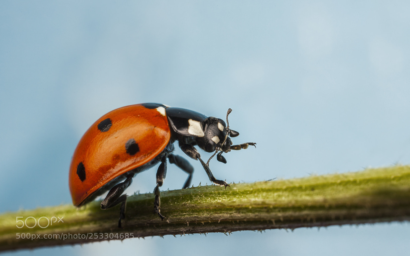 Canon EOS 5D Mark II sample photo. Seven spot photography