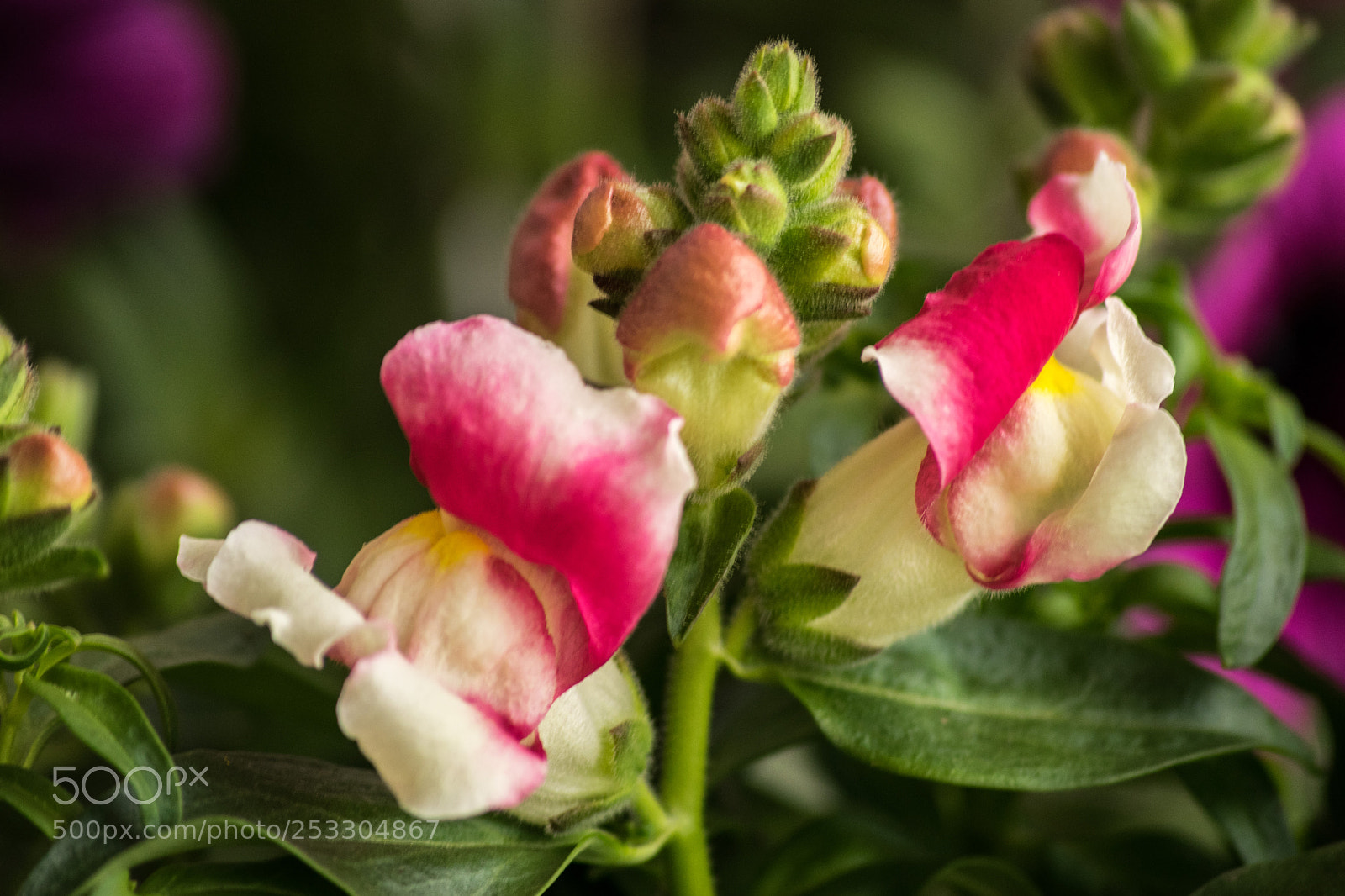 Nikon D3300 sample photo. Bocca di leone photography