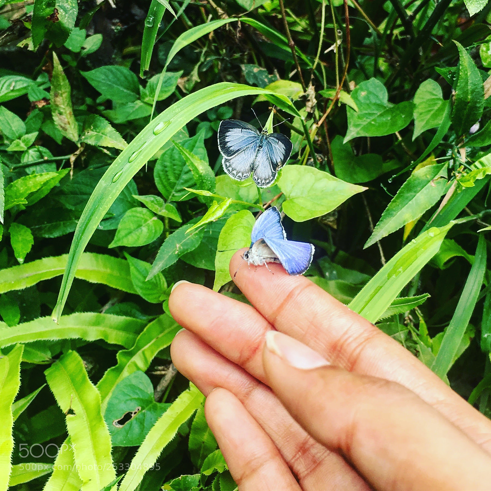 Apple iPhone 6s Plus sample photo. Little thing. photography