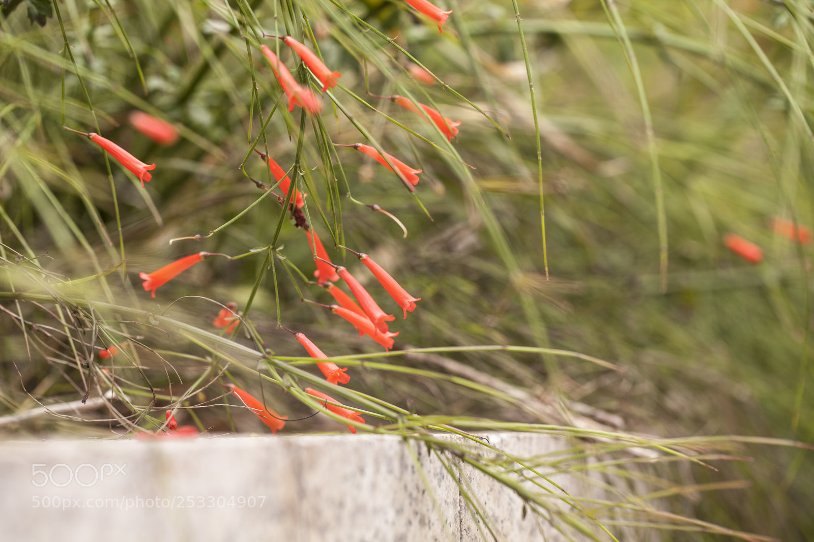 Canon EOS 5D Mark II sample photo. Red plant photography