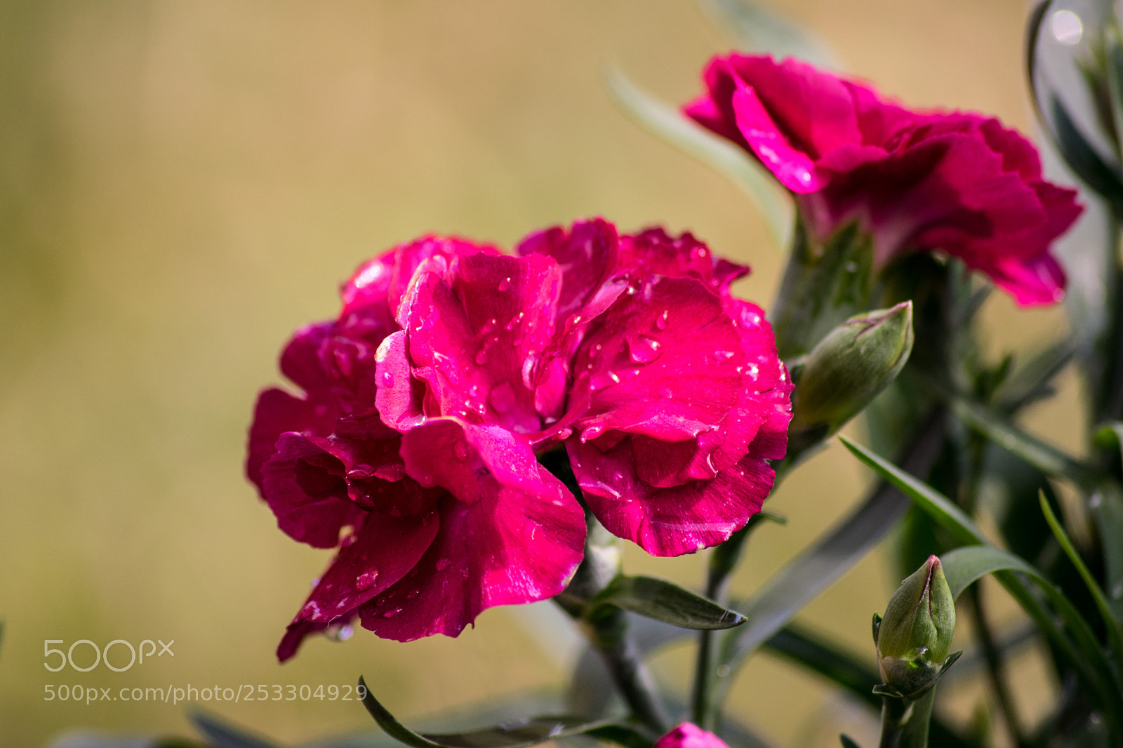 Nikon D3300 sample photo. Garofano photography