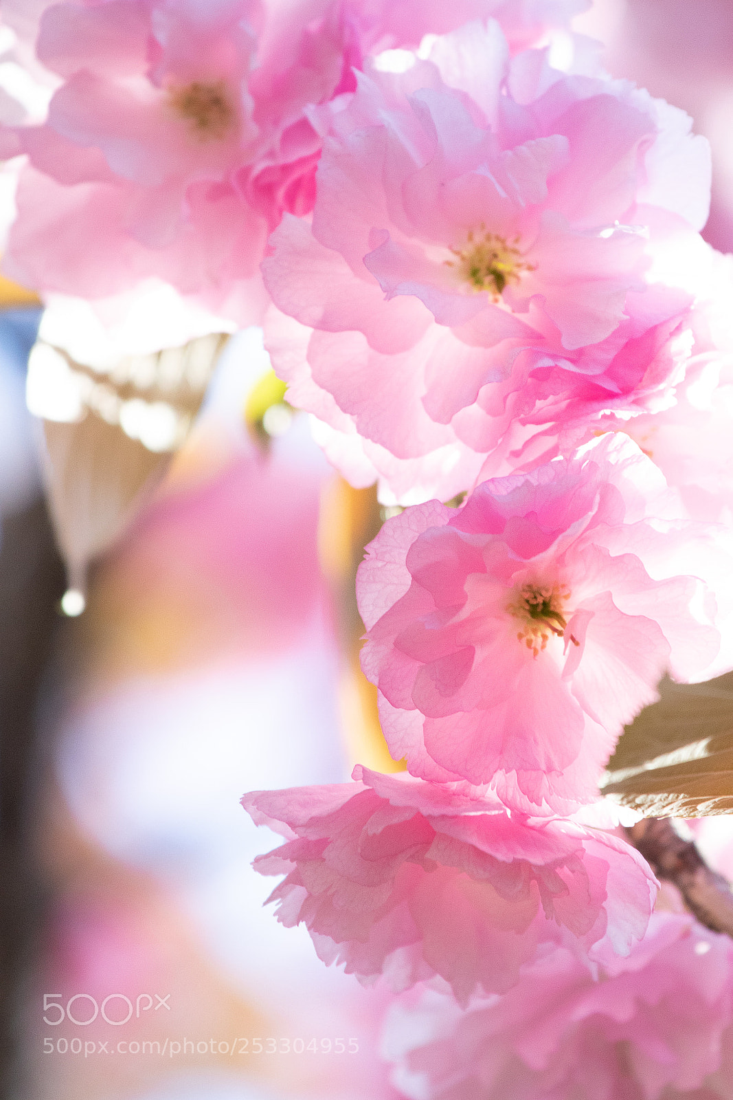 Canon EOS 7D Mark II sample photo. Continue photography