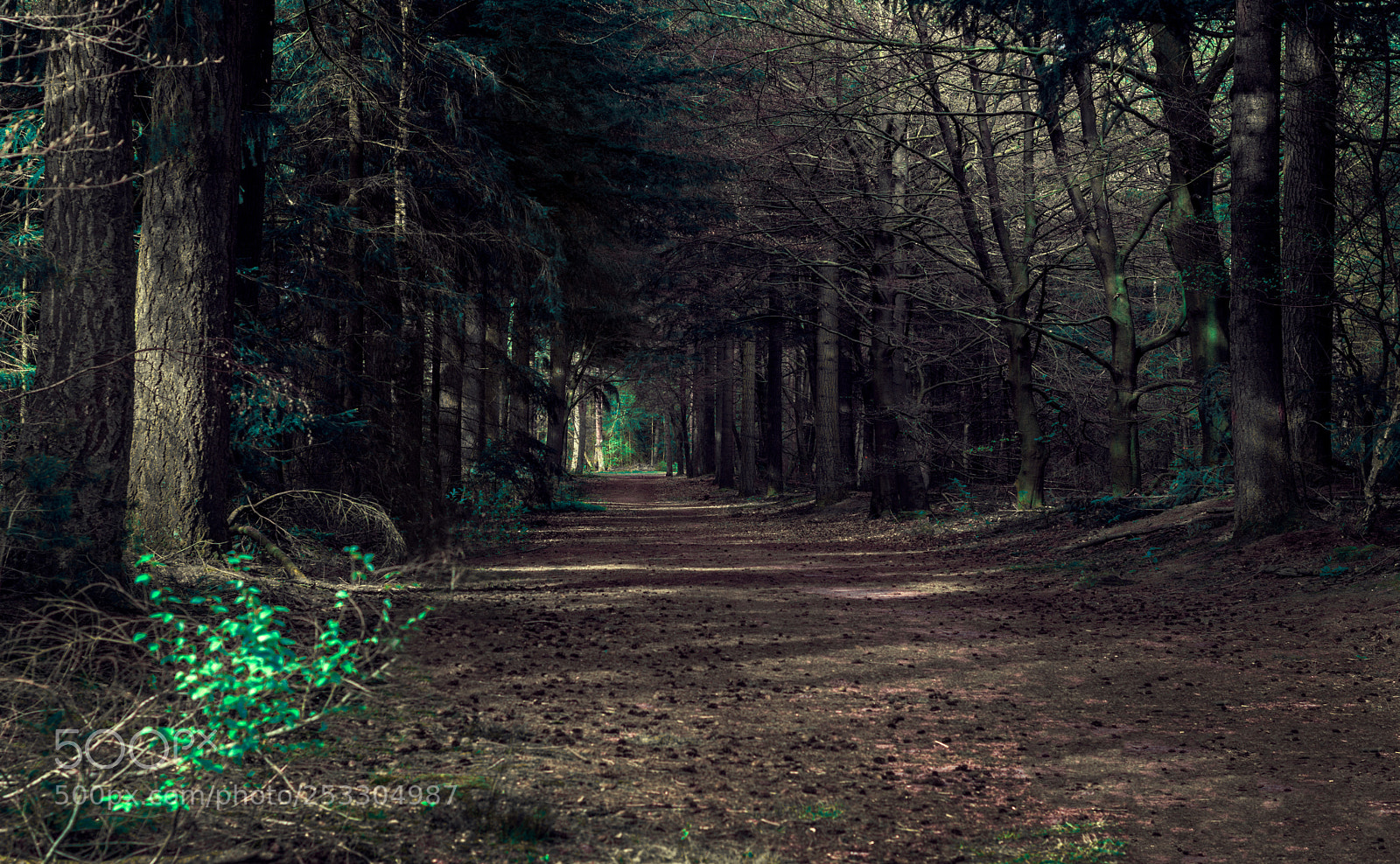 Nikon D5200 sample photo. Dark forrest photography