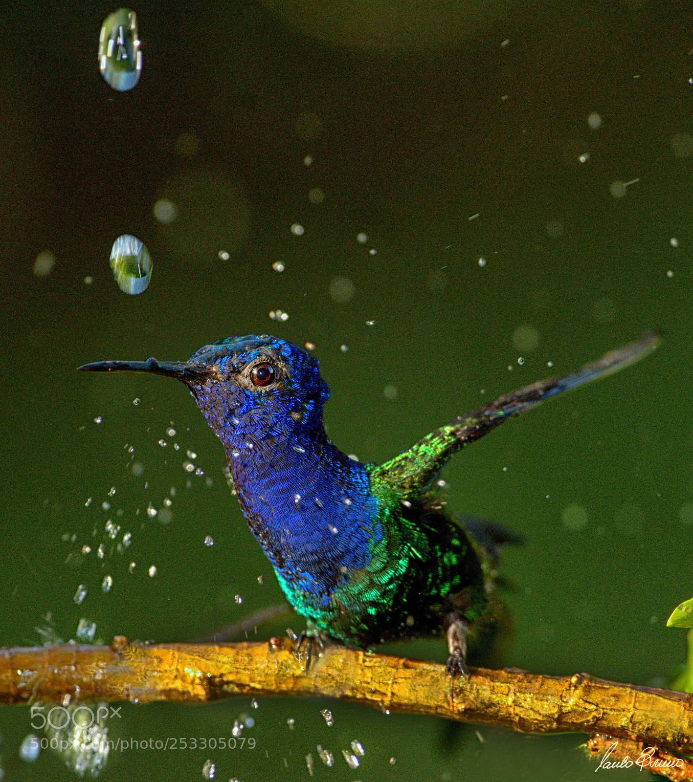 Nikon D800E sample photo. Shower 6 photography