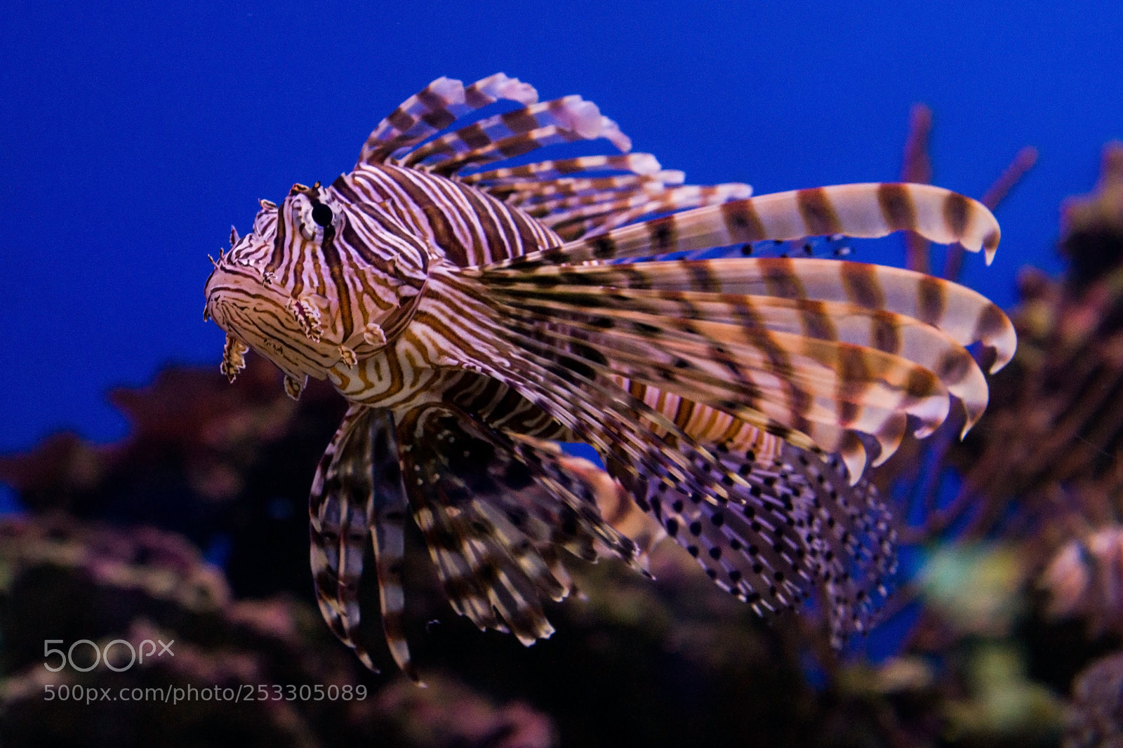 Sony Alpha DSLR-A700 sample photo. Red lionfish photography