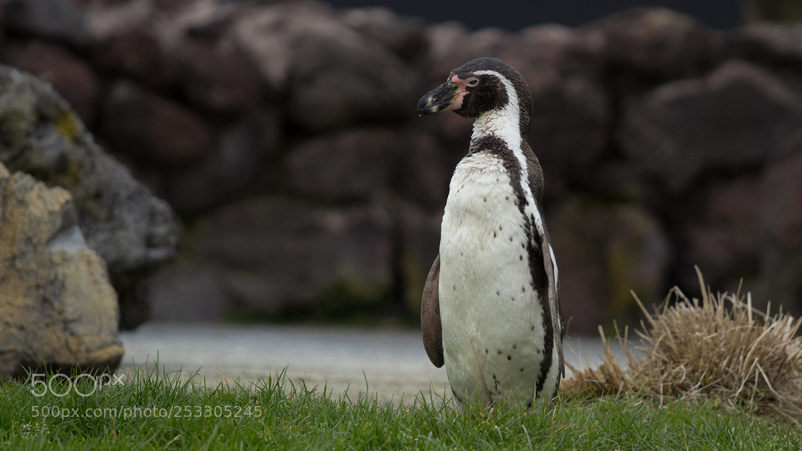 Canon EOS 1200D (EOS Rebel T5 / EOS Kiss X70 / EOS Hi) sample photo. Carefully penguin photography