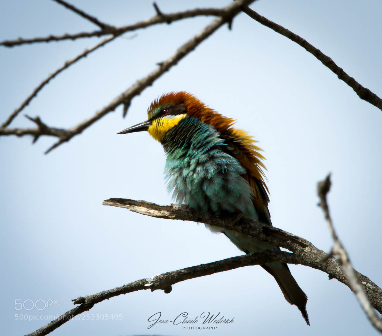 Canon EOS 7D sample photo. Bee eater photography