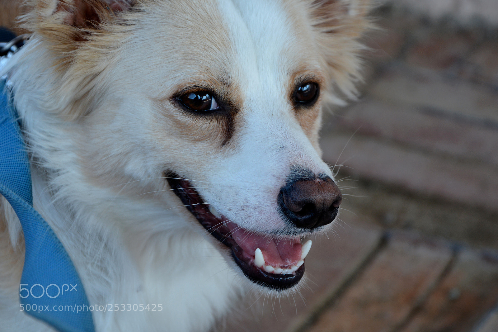 Nikon D7100 sample photo. Portrait photography