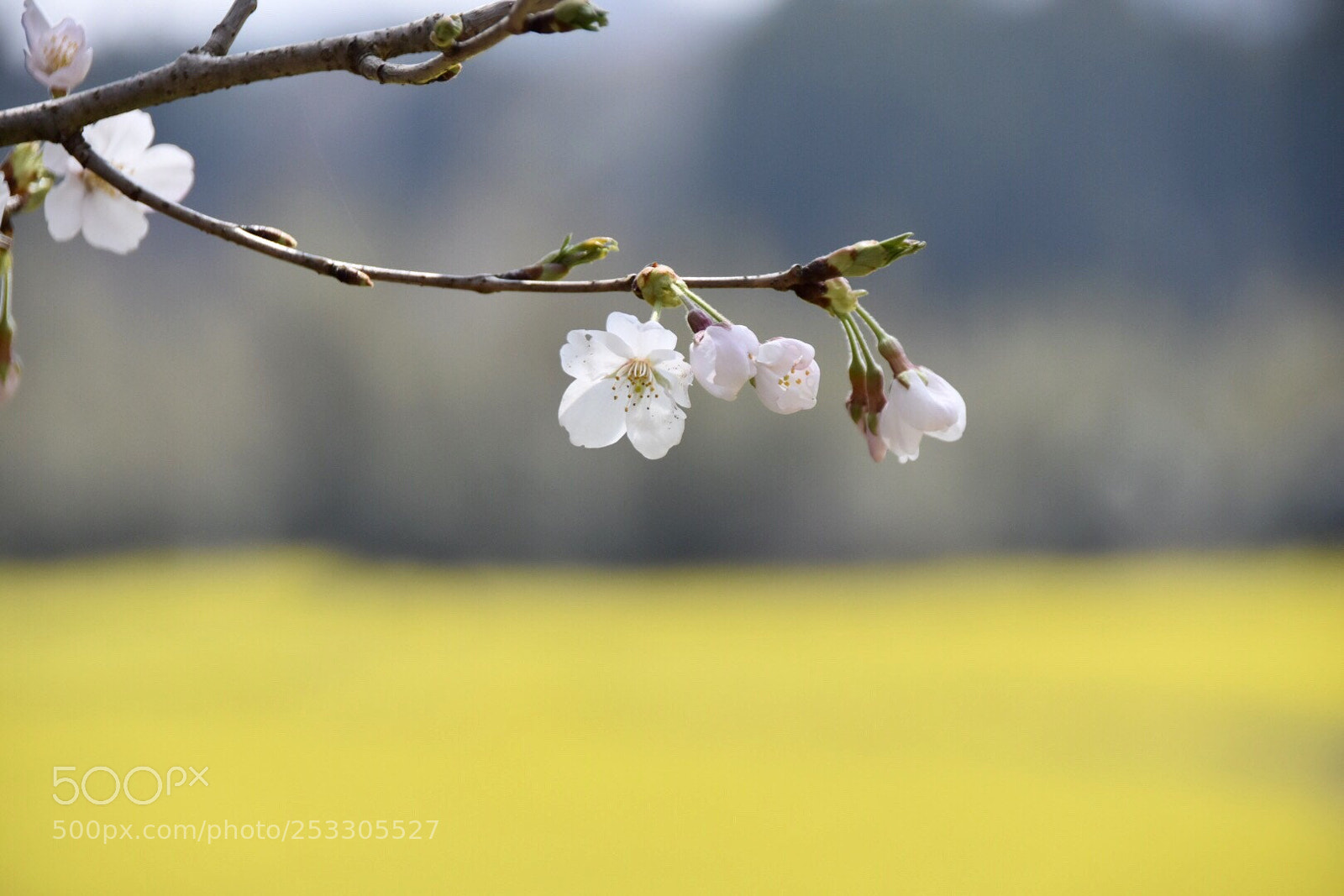 Nikon D7200 sample photo. Untitled photography