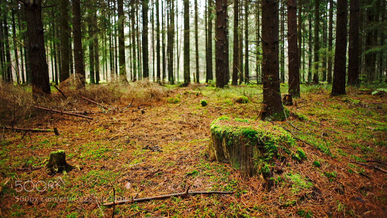 Nikon D700 sample photo. Mossy stump photography