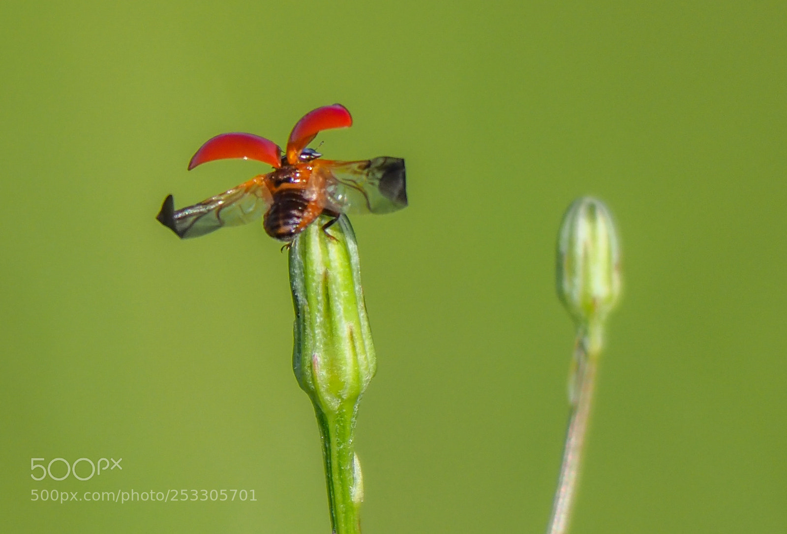 Olympus OM-D E-M1 Mark II sample photo. Ladybug in flight photography