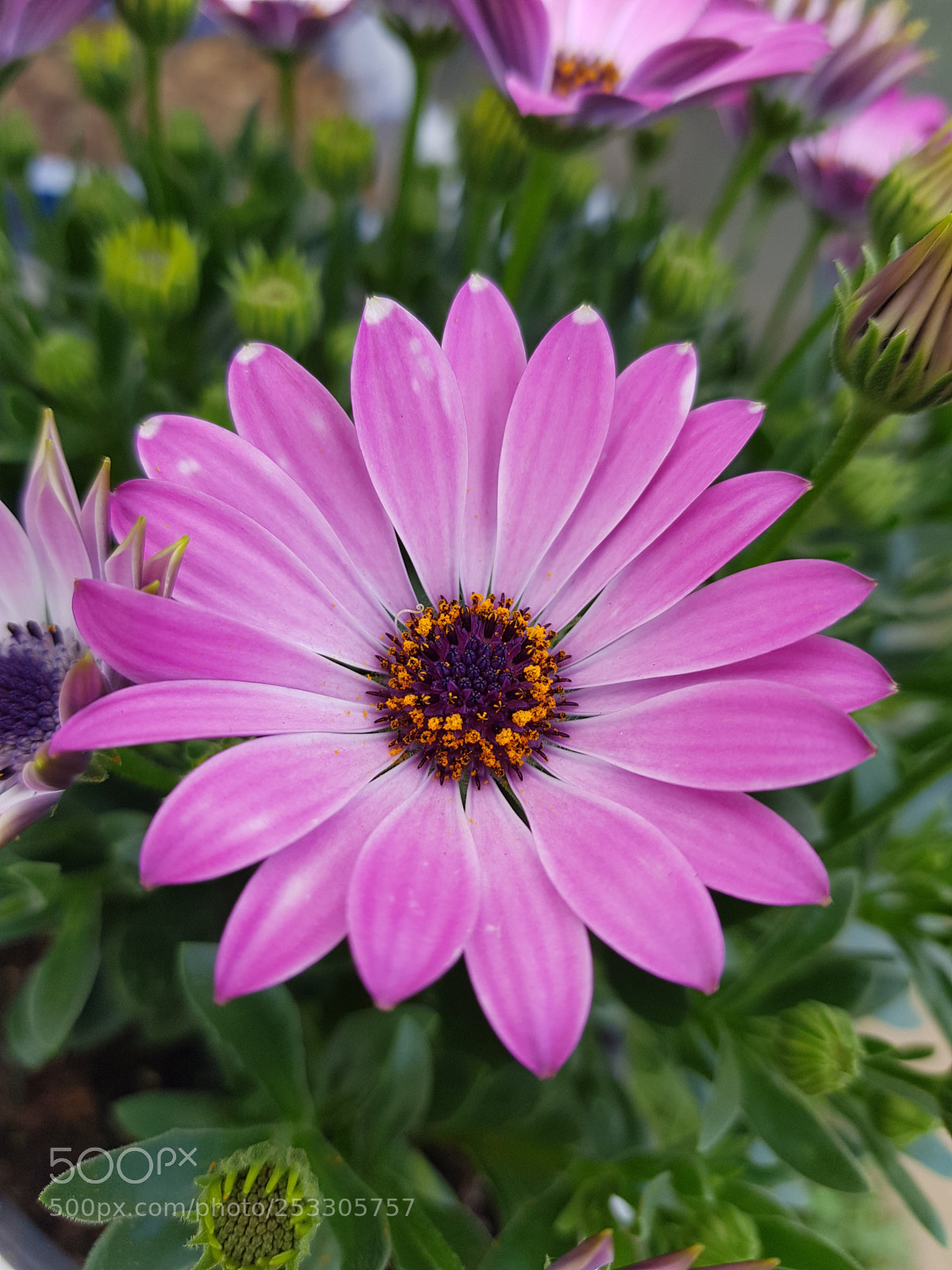 Samsung Galaxy S8 sample photo. Flower photography