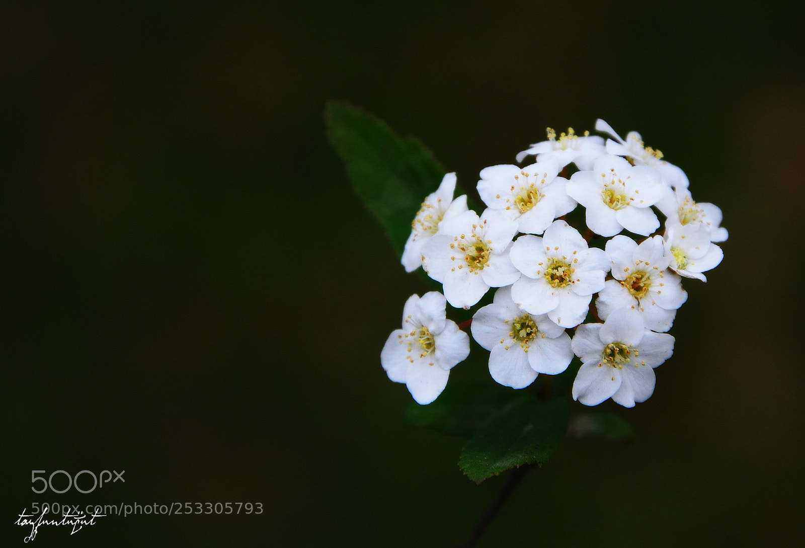 Nikon D5200 sample photo. Beyaz ve sen photography