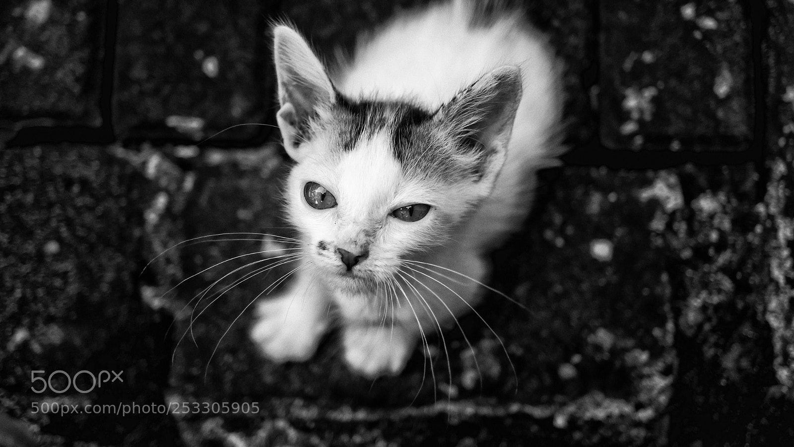 Sony a6000 sample photo. Distrust kitten photography