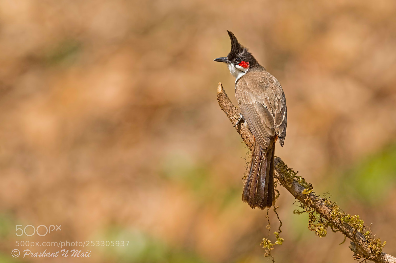 Canon EOS 5D Mark IV sample photo. Redwhiskeredbulbul photography