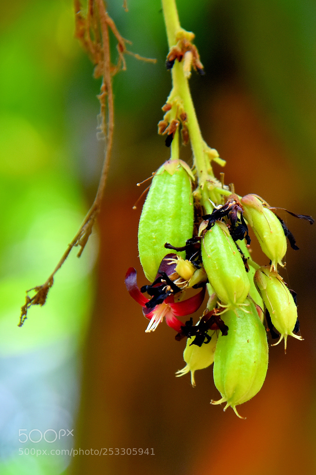 Nikon D810 sample photo. Fruit photography