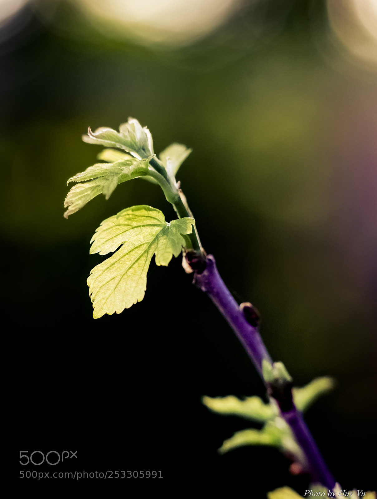 Sony a7 II sample photo. Chồi non photography