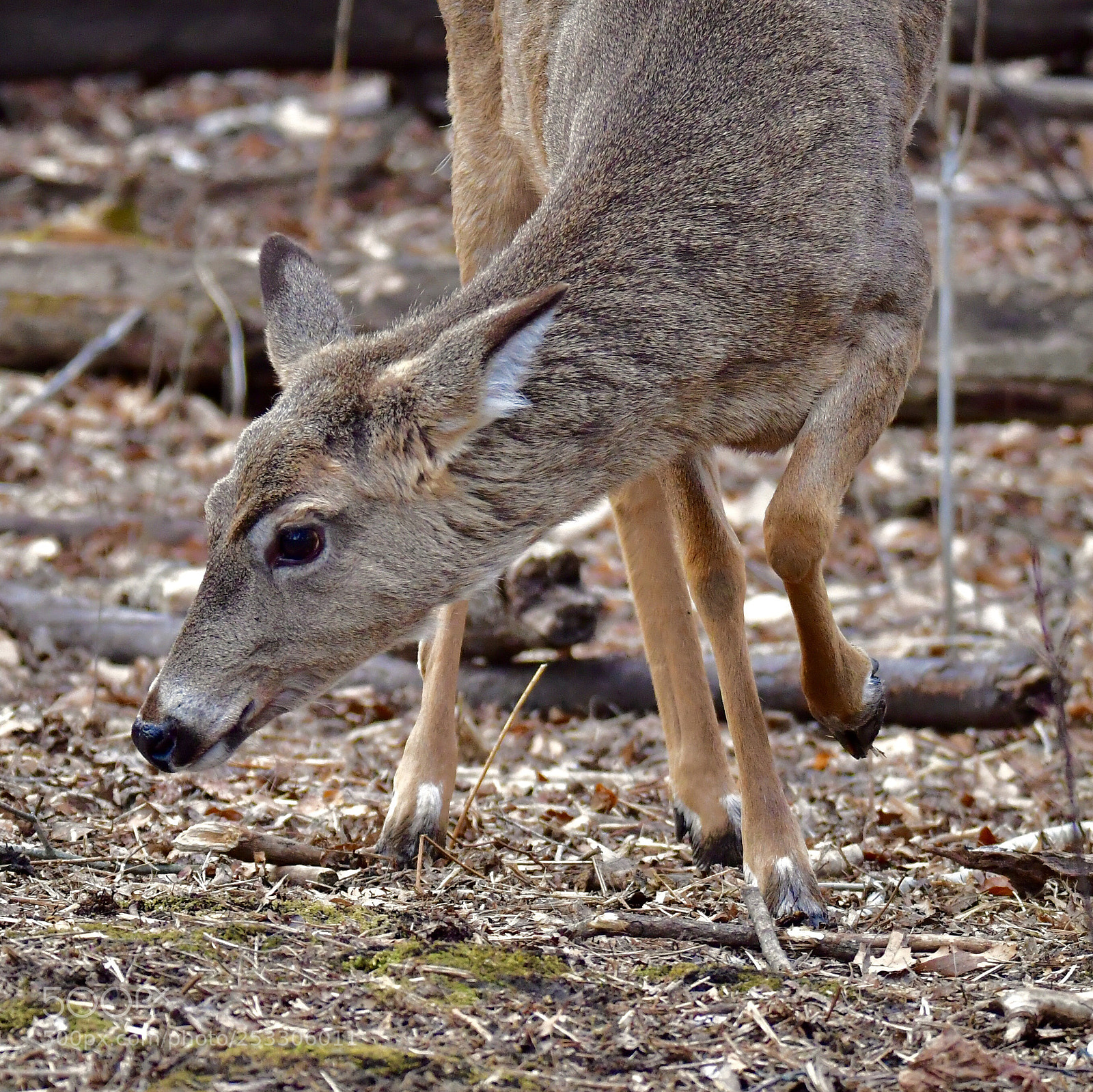 Nikon D5 sample photo. A female deer at photography
